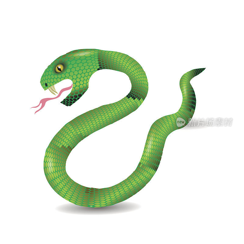 卡通绿色的蛇