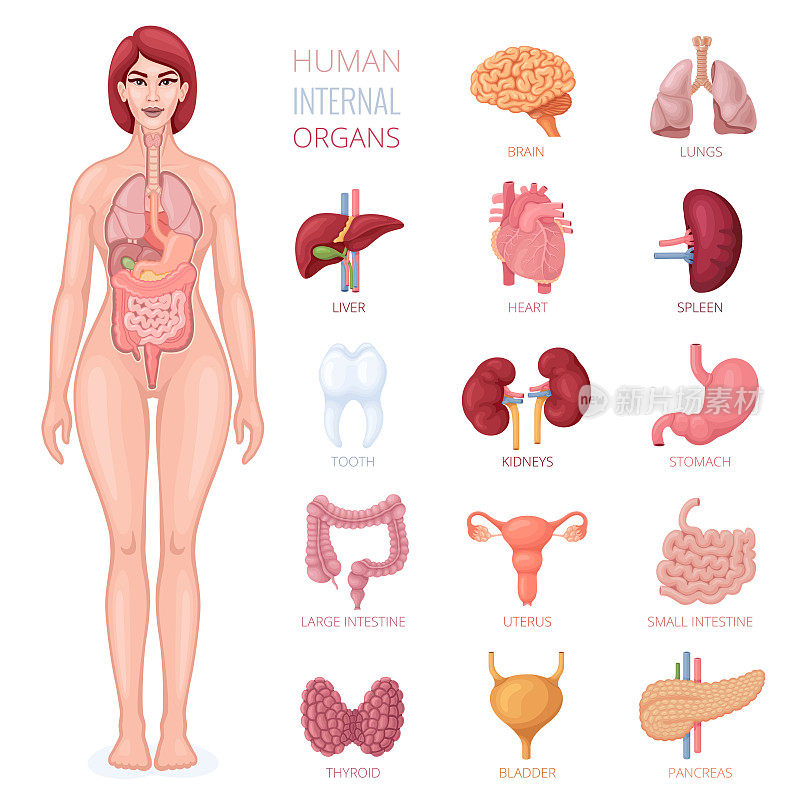 人体女性体内有内脏器官