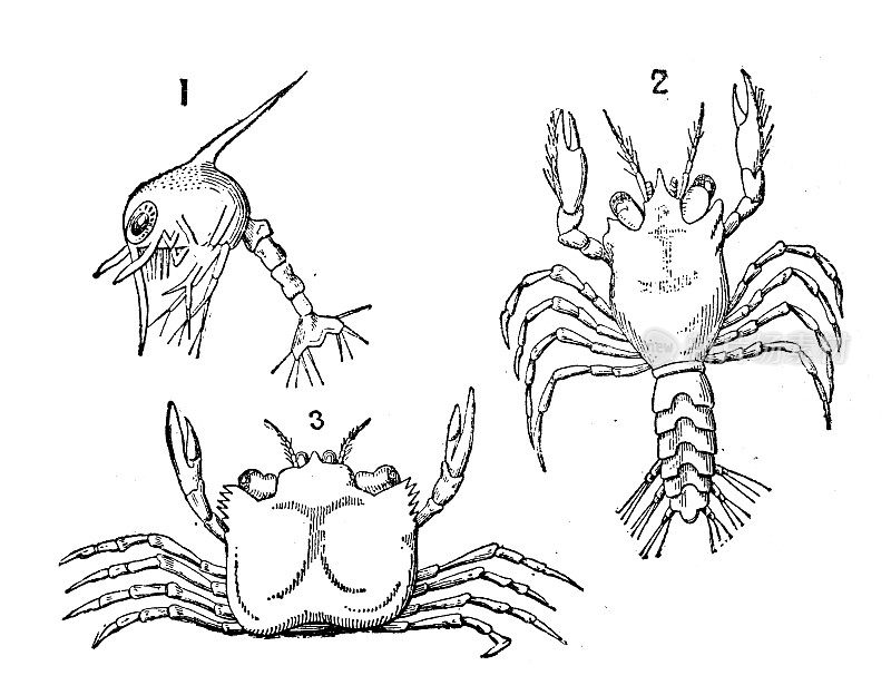 古董动物插图:螃蟹