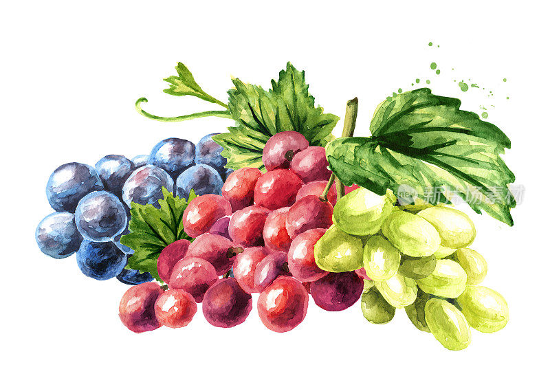一串串绿色、蓝色和红色的葡萄。手绘水彩插图孤立的白色背景
