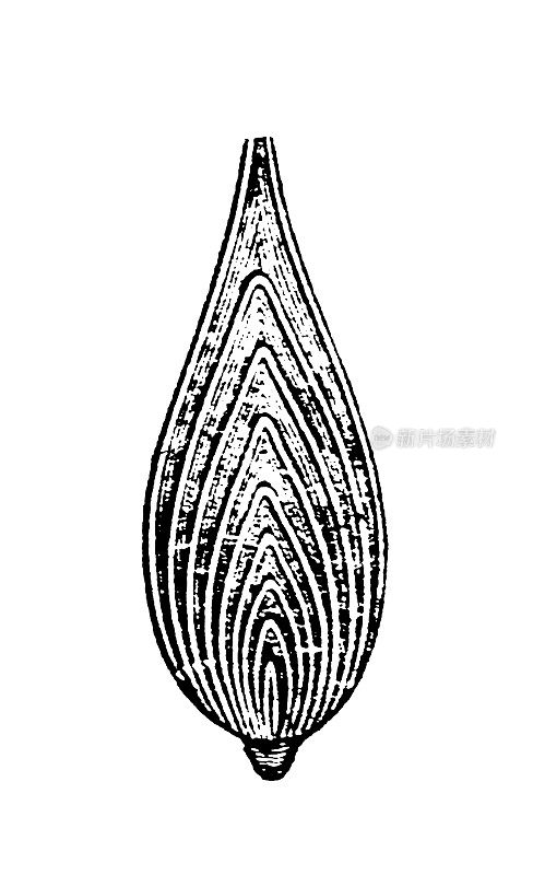 Frondicularia有孔虫(拉丁文“洞载体”;(俗称“有孔虫”)是单细胞生物，是一门或一类变形虫原生生物的成员，通常具有多种形式和材料的外壳