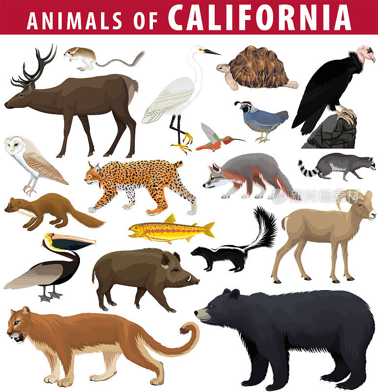 向量集合-加利福尼亚的动物:袋鼠鼠，鹿，沙漠乌龟，棕色鹈鹕，沙漠大角羊，金鳟鱼，加利福尼亚鹌鹑，加利福尼亚秃鹰，黑熊，美洲狮，猪，雪鹭。