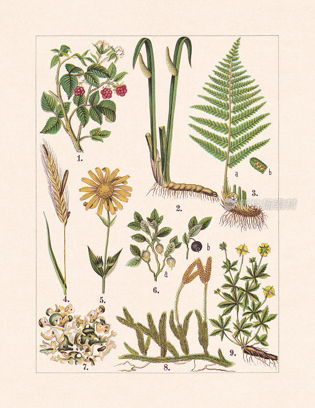药用和有用植物，彩色印刷，1900年出版