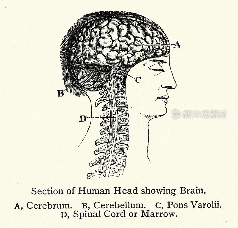 人体解剖学，头部横切面，显示大脑，大脑，小脑，桥，脊髓