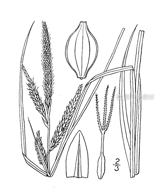 古植物学植物插图:苔草、莎草