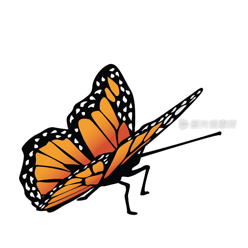 透明背景上的帝王蝶