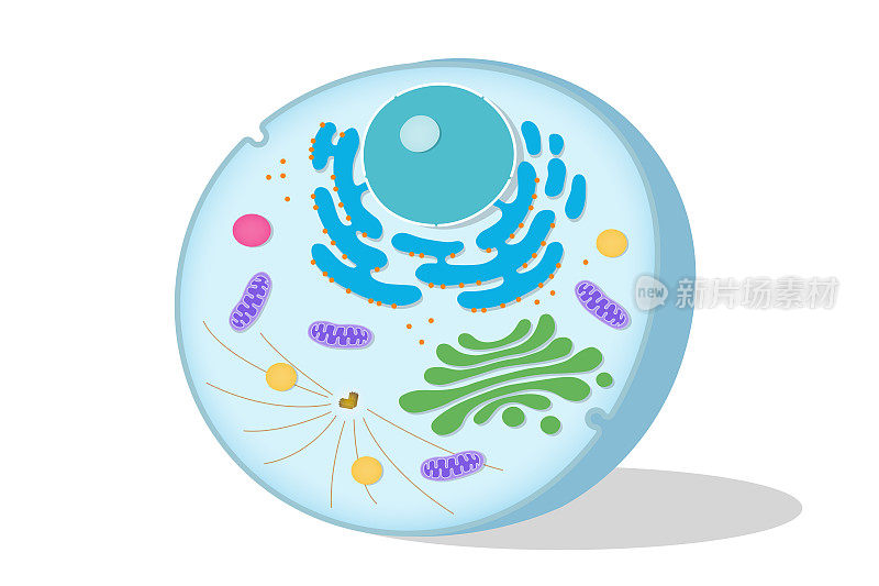 白色背景上的动物细胞结构。细胞生物学。
