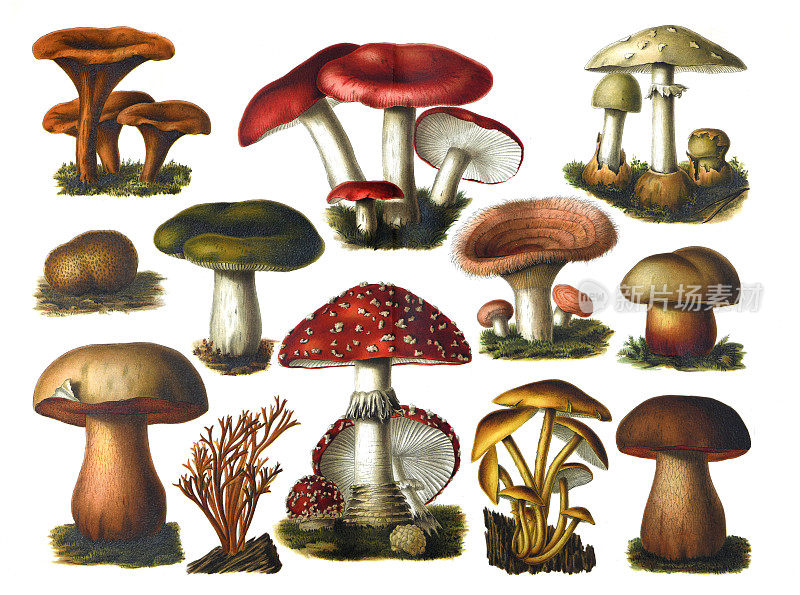 蘑菇集合。秋季森林松露蘑菇景象。秋天蘑菇视图。蘑菇采集:吐红菇、奥氏斑蝥、牛肝菌、蘑菇。手绘雕刻插图。基本的森林食品。食用香草。