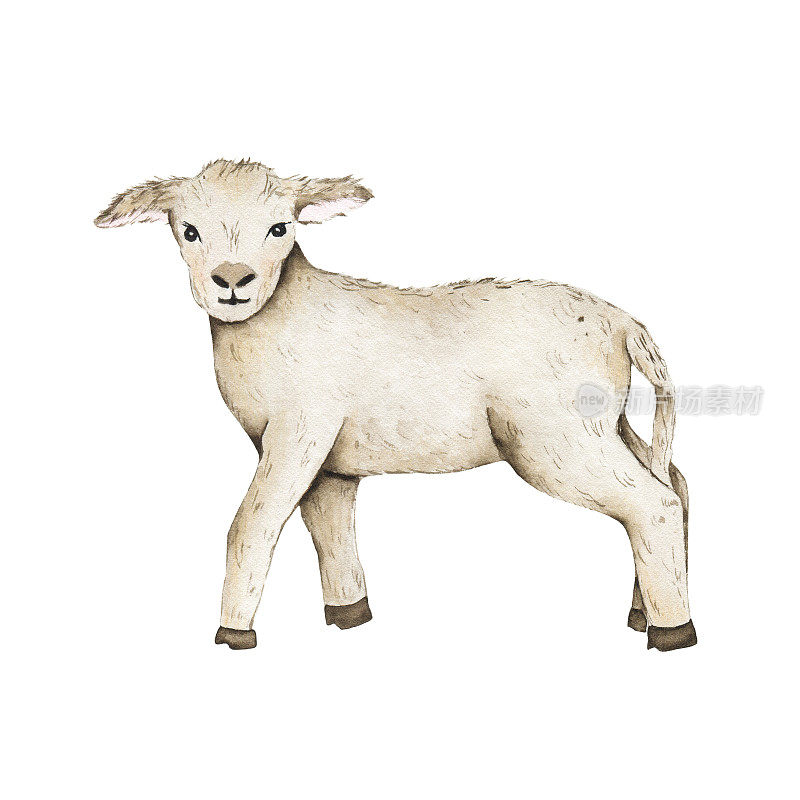 水彩小羊羔孤立在白色背景上。动物农场动物春季复活节假期插图