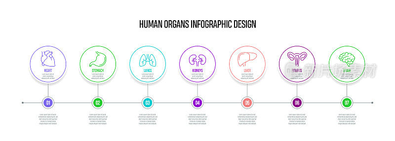 人体器官概念矢量线信息图形设计图标。7选项或步骤的介绍，横幅，工作流程布局，流程图等。