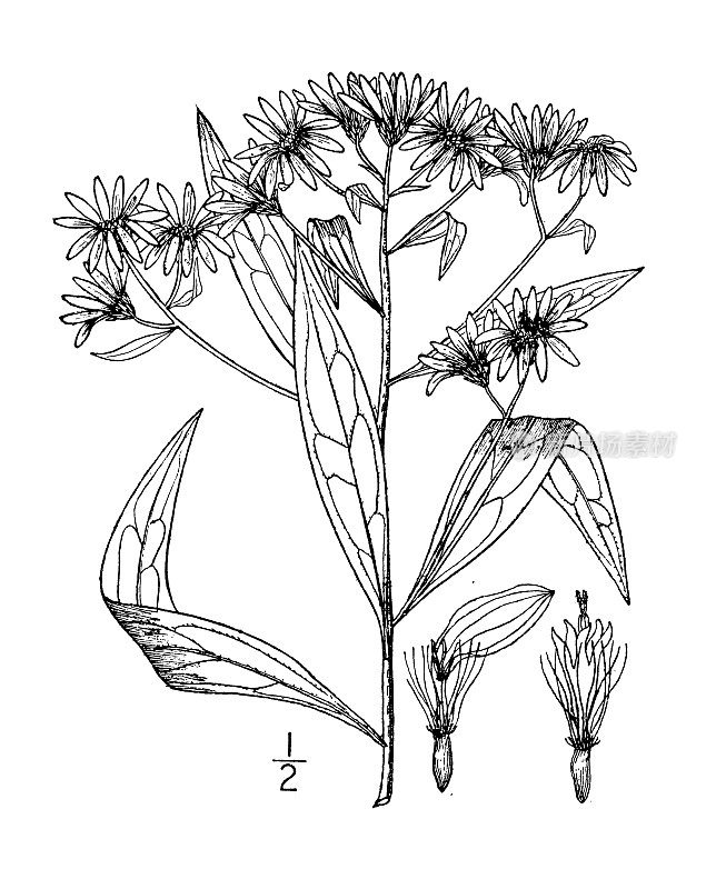 古植物学植物插图:伞形杜林，高平顶白色紫菀