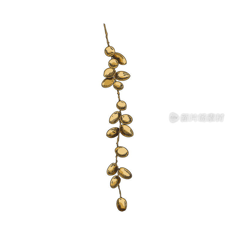 枣棕榈枝与成熟浆果手绘矢量插图孤立。