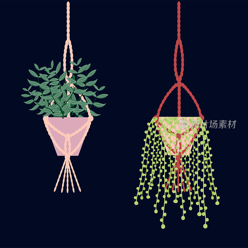 两个悬挂植物