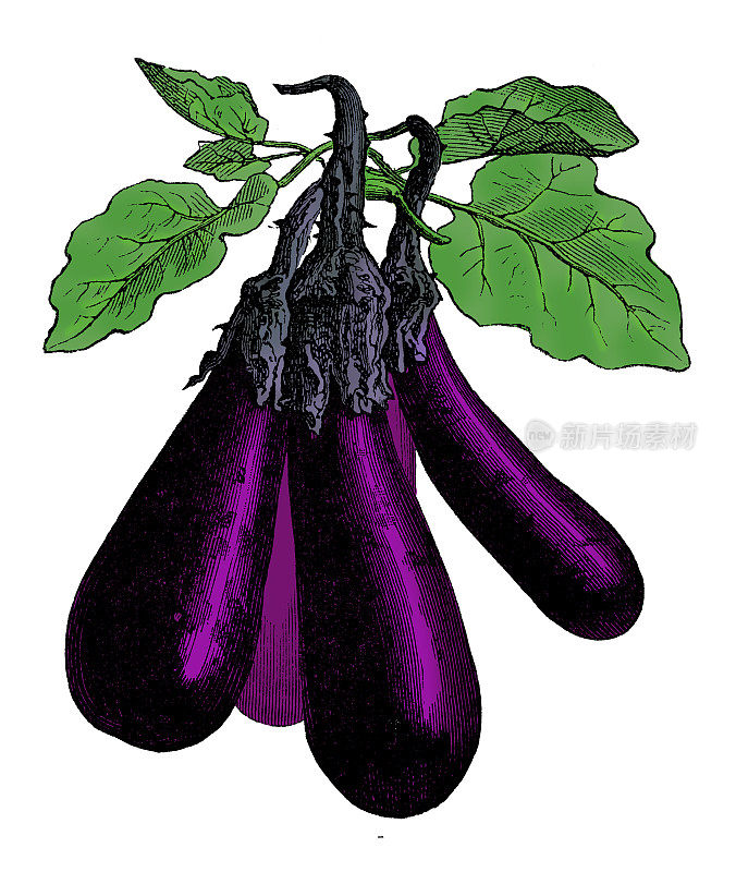 蔬菜植物古色古香雕刻彩色插图:茄子长