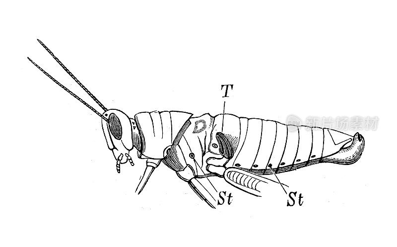 古代生物动物学图像:吖啶