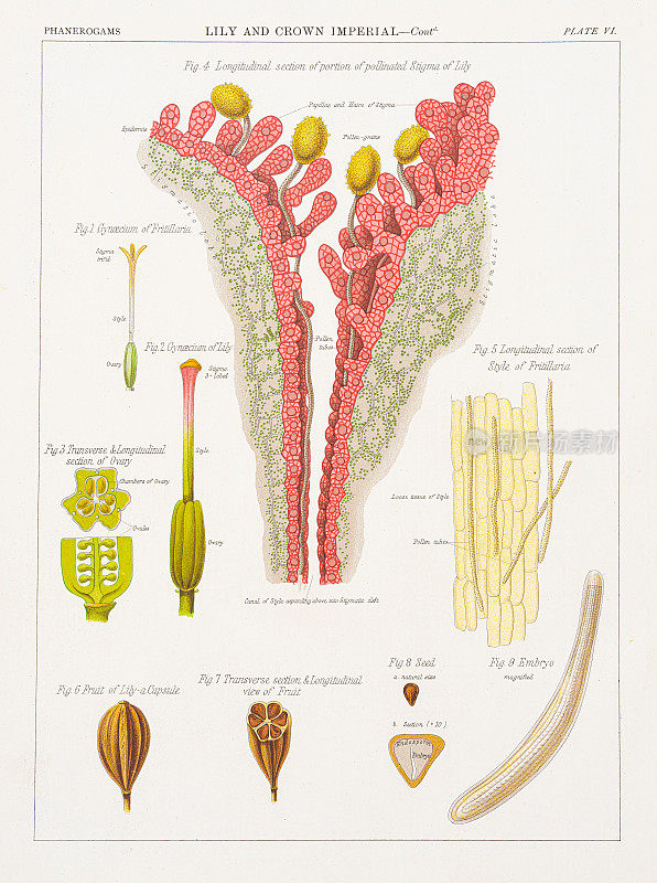 百合和皇冠皇家彩色印刷1883年