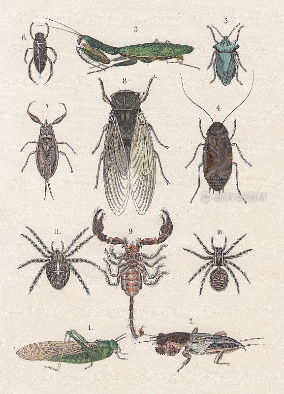 1880年出版的手工彩色版画《昆虫》