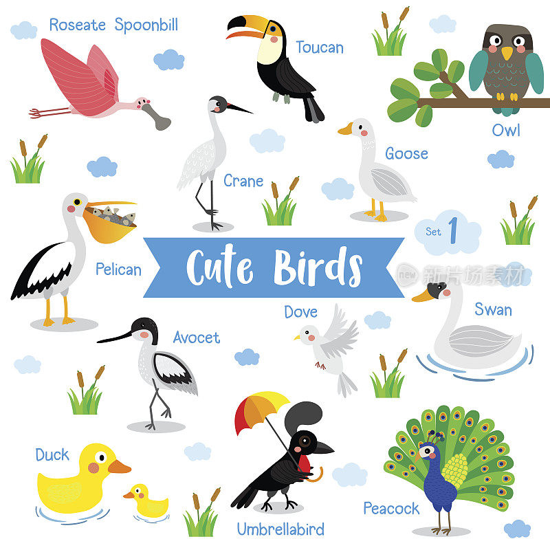 鸟动物卡通与动物的名字矢量插图。组1