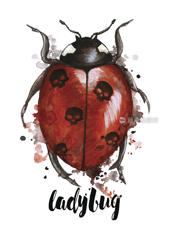 水彩画的昆虫瓢虫在heluin主题与黑色的头骨背面与溅在白色的背景，恐怖故事，主要是红色和黑色，印刷，装饰