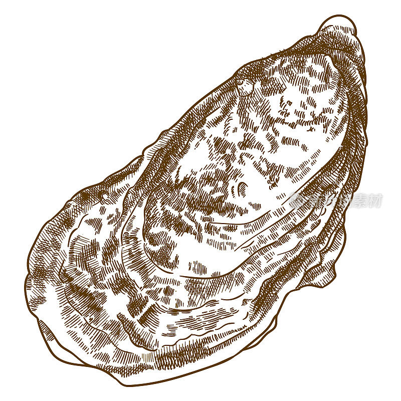牡蛎壳雕刻插图