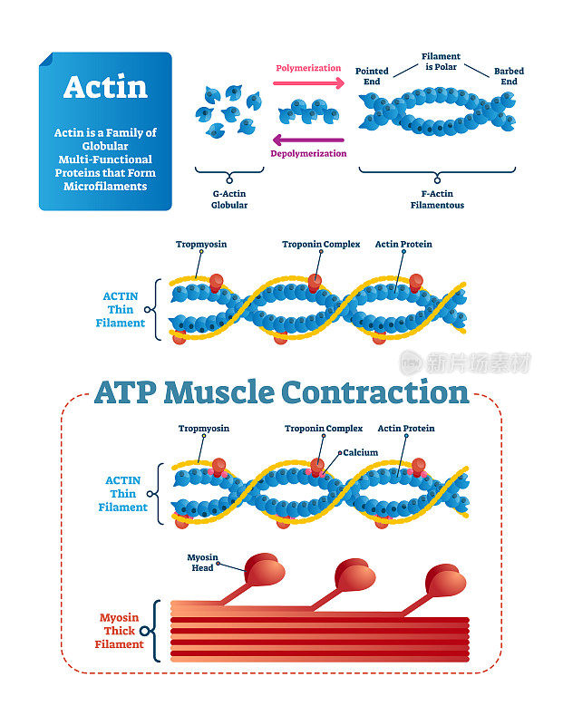 肌动蛋白矢量插图。用蛋白质结构标记的图表。