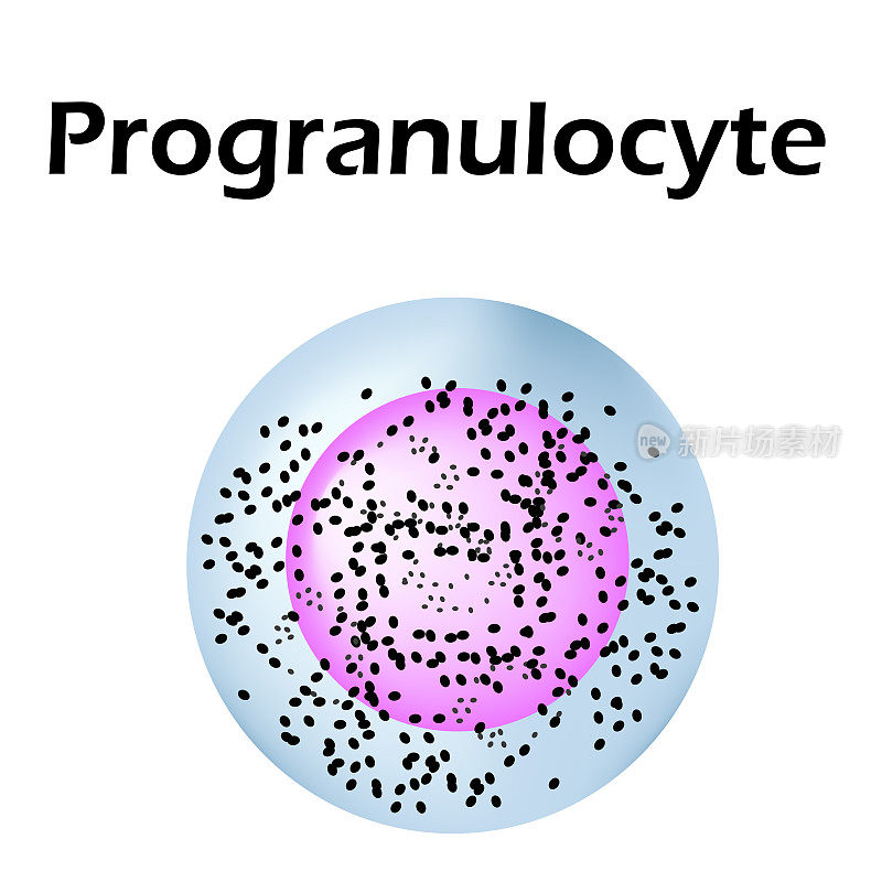 中性粒细胞的结构。血液细胞中性粒细胞。Progranulocyte。白细胞。白细胞。信息图。矢量插图在孤立的背景。