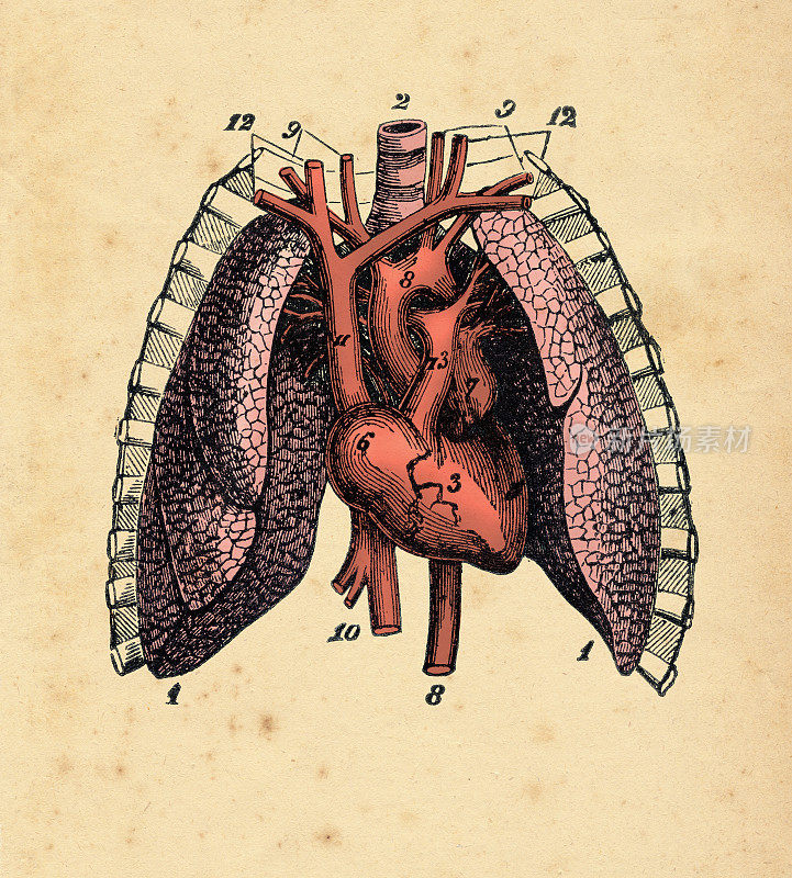 心脏冠状动脉循环和肺插图1886