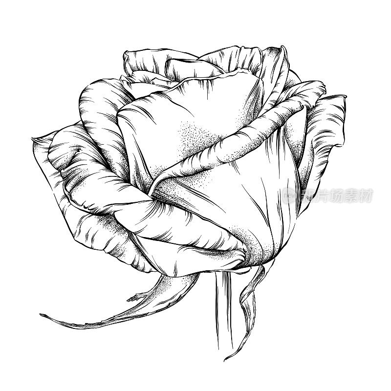 玫瑰笔墨花卉画。向量EPS10插图
