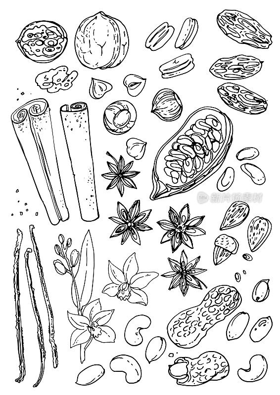 坚果和香料线画在白色的背景上。素描的食物。核桃，可可豆，香草，戈里卡，杏仁，榛子，花生，大茴香