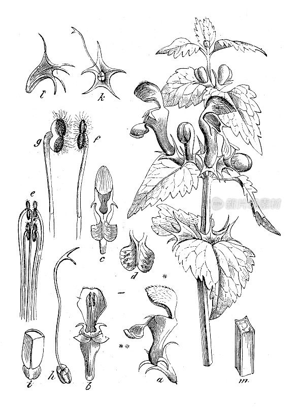 古董植物学插图:斑点谷，有斑点的死荨麻