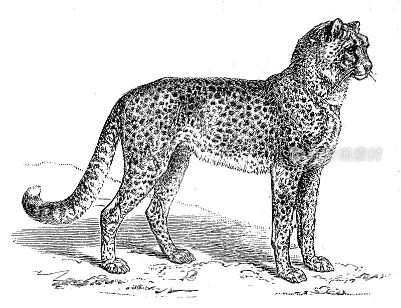 豹雕刻1899