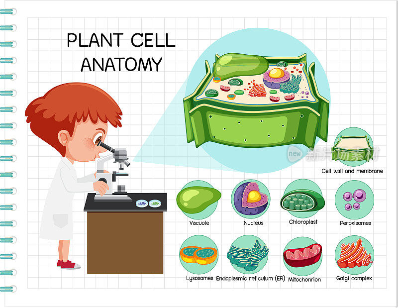 植物细胞解剖(生物学示意图)