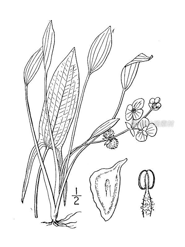 古植物学植物插图:箭矢，无梗果