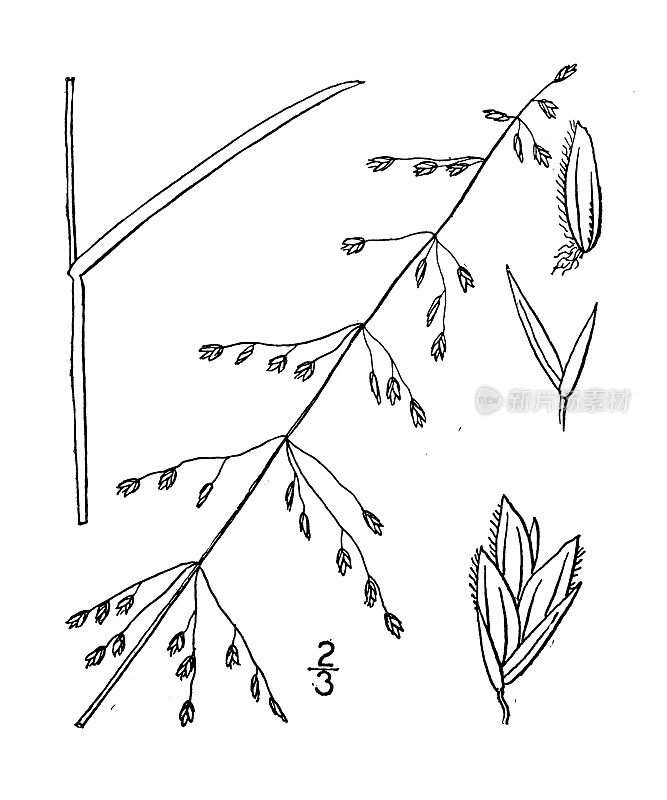 古植物学植物插图:樟子树、樟子草