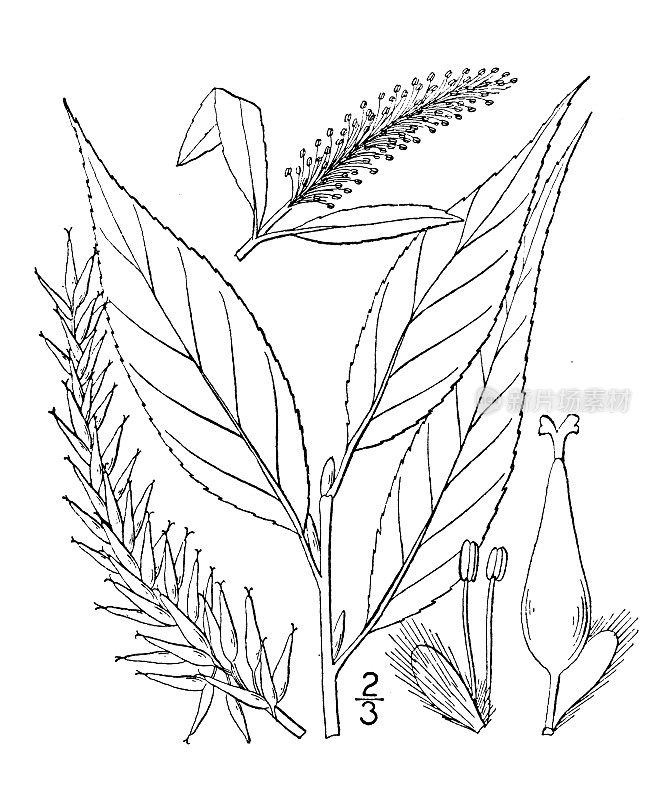 古植物学植物插图:易碎柳、裂柳、脆柳