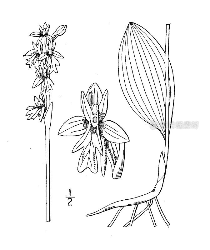 古植物学植物插图:圆叶兰花、小圆叶兰花