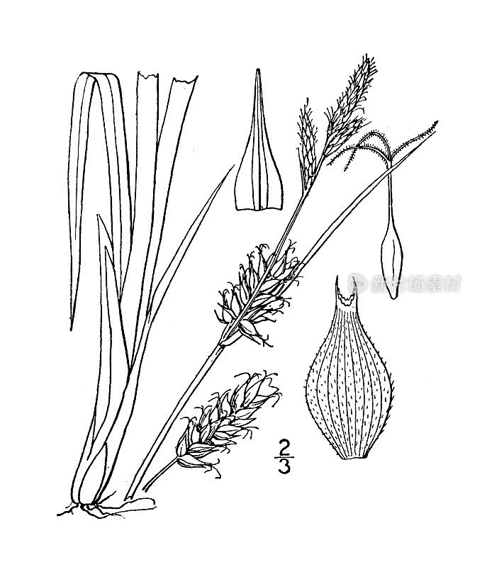 古董植物学植物插图:霍顿草，霍顿的莎草