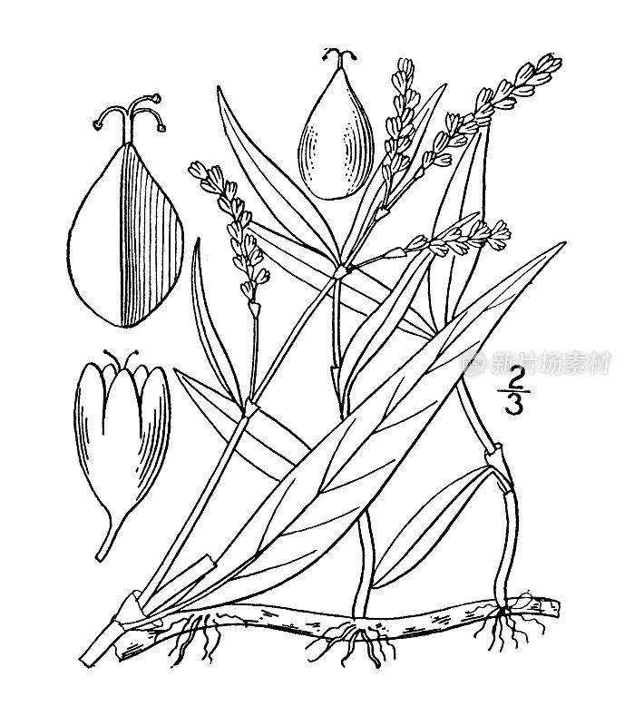 古植物学植物插图:水仙花、西南水仙花