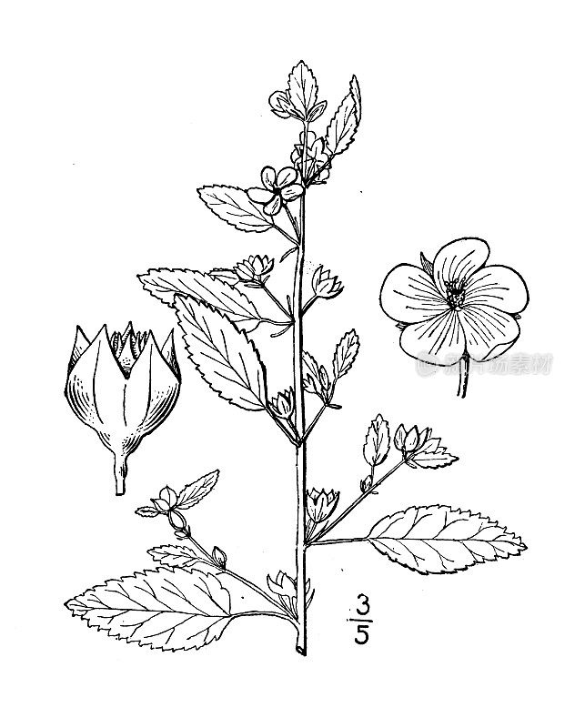 古植物学植物插图:刺藤、刺藤