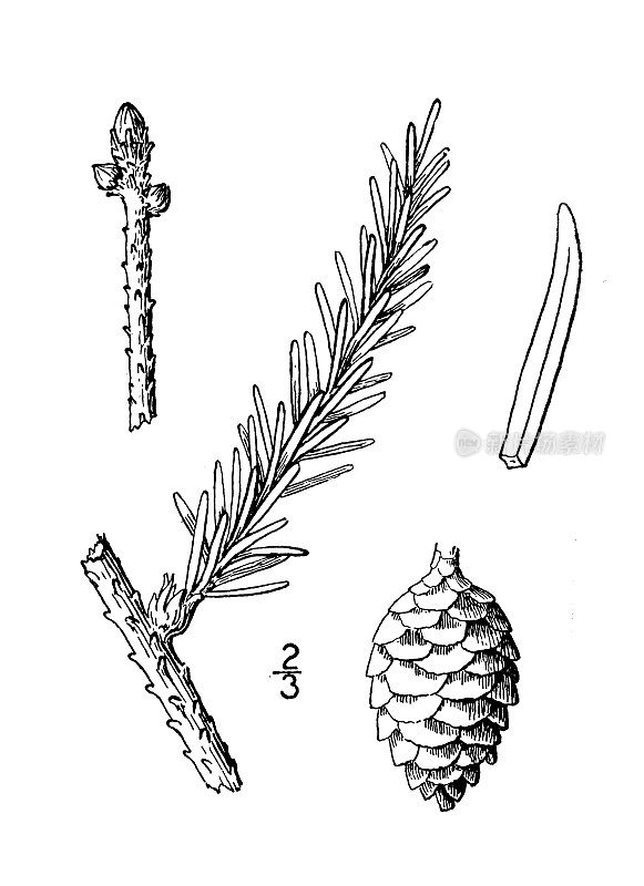 古董植物学植物插图:短叶云杉，沼泽云杉