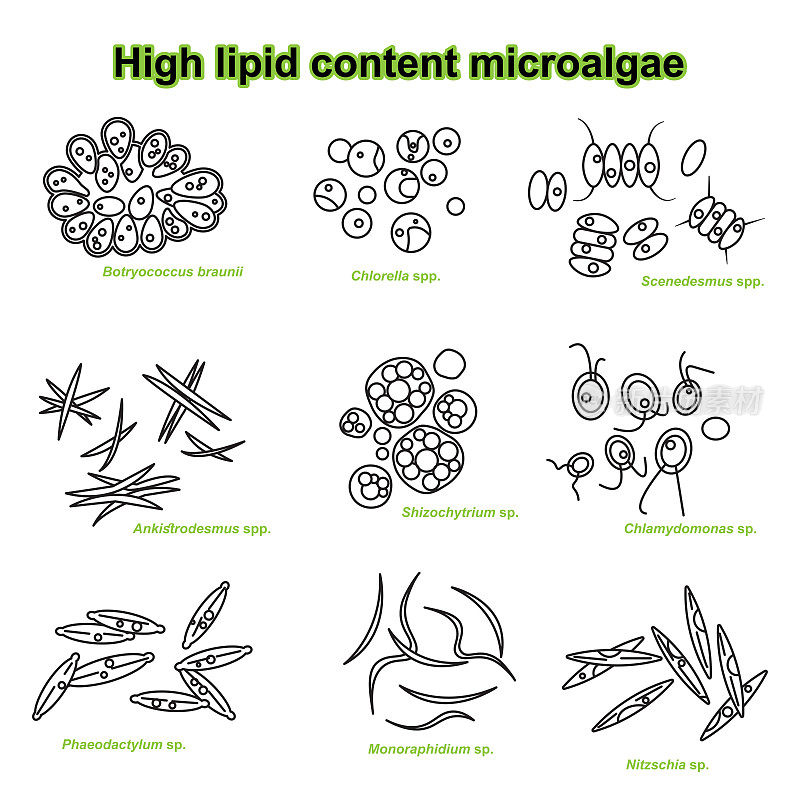 高脂含量微藻