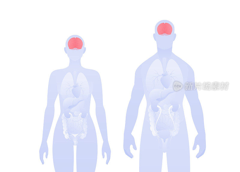人体内部器官信息图。矢量平面医疗保健插图。男性和女性剪影。红色是大脑和神经系统的象征。为医疗保健、教育、科学、神经学设计