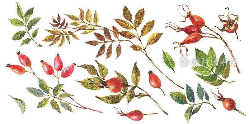 水彩套狗玫瑰，野蔷薇与红色浆果和绿叶。