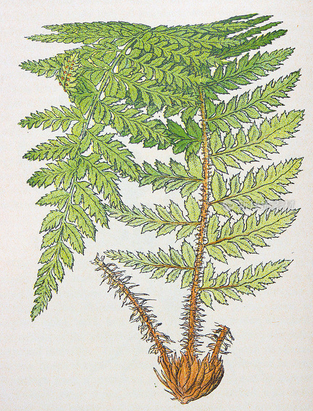 古董植物学插图:刺盾蕨，刺叶苋