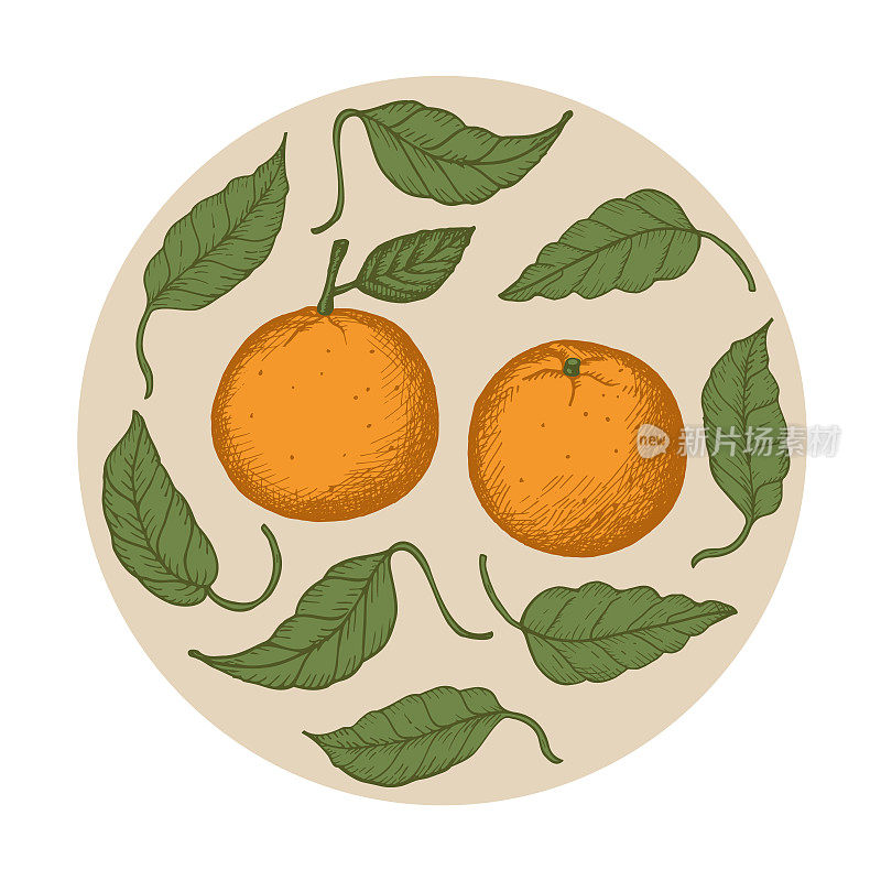 橘子。装饰装饰背景用橘子，小柑橘。手绘复古风格。有叶子的柑橘类植物的果实。艺术矢量插图。