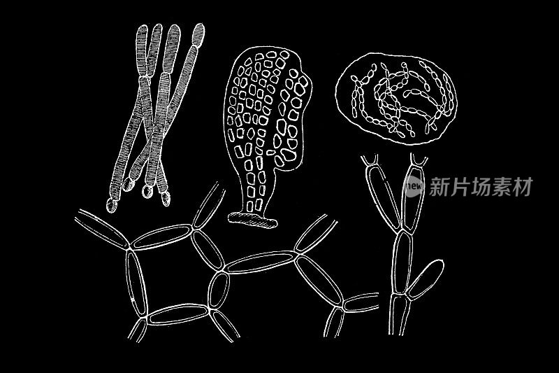 不同种类的细菌