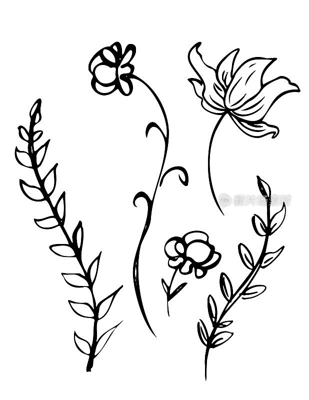 手绘墨水涂鸦的开花植物在透明的背景