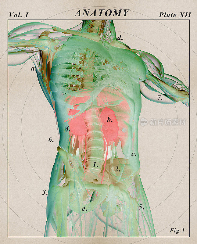 肾脏、人体解剖学。类似x射线的视图，未来的扫描。