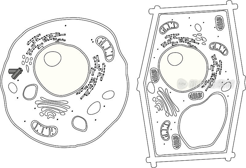 植物和动物细胞图