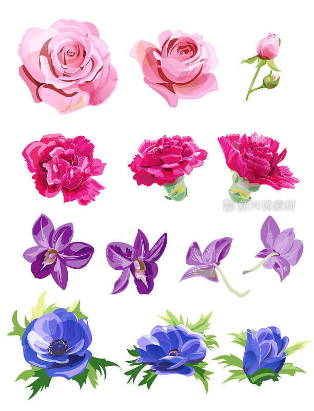 套粉、红、紫、蓝花、花蕾;玫瑰，康乃馨，蝴蝶兰，海葵，白色背景，数字绘制逼真的插画水彩风格，收集设计，矢量